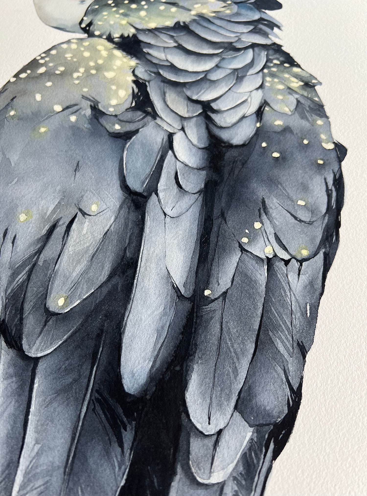 “Red-tailed Black Cockatoo" - original painting