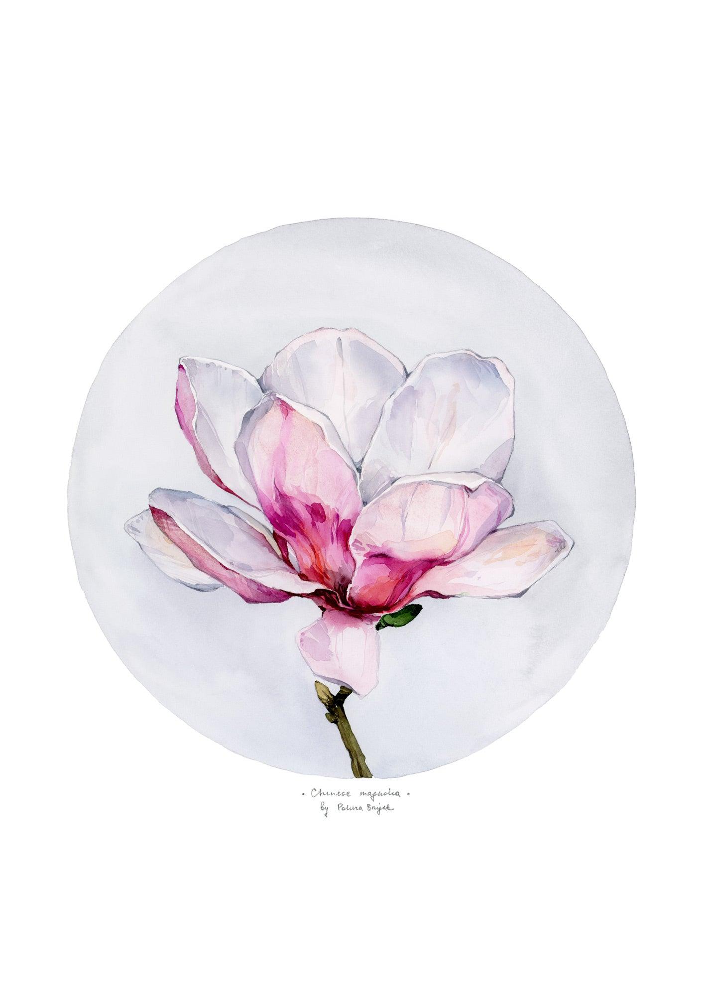 Chinese Magnolia - Polina Bright