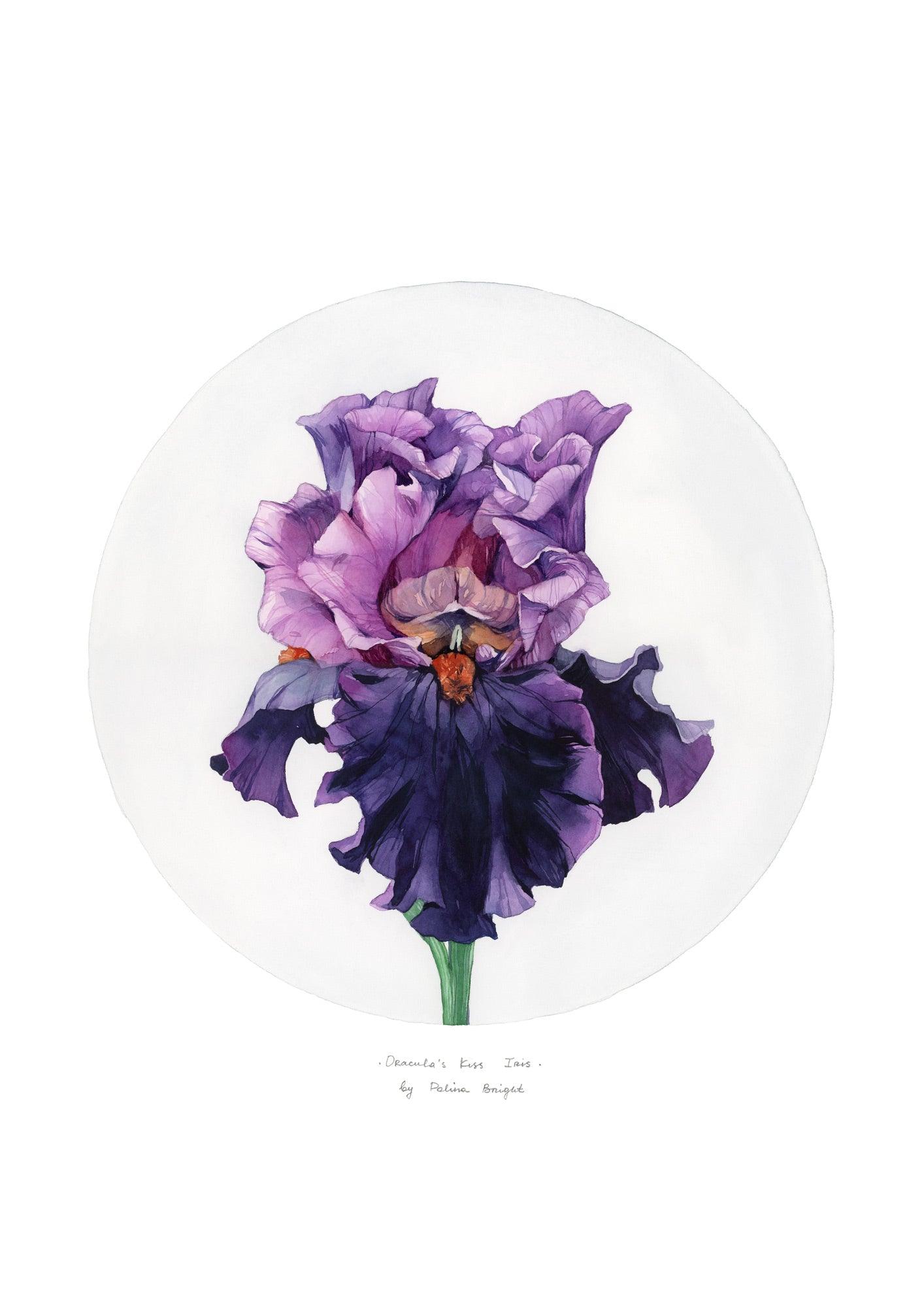 Dracula's Kiss Iris  by Polina Bright