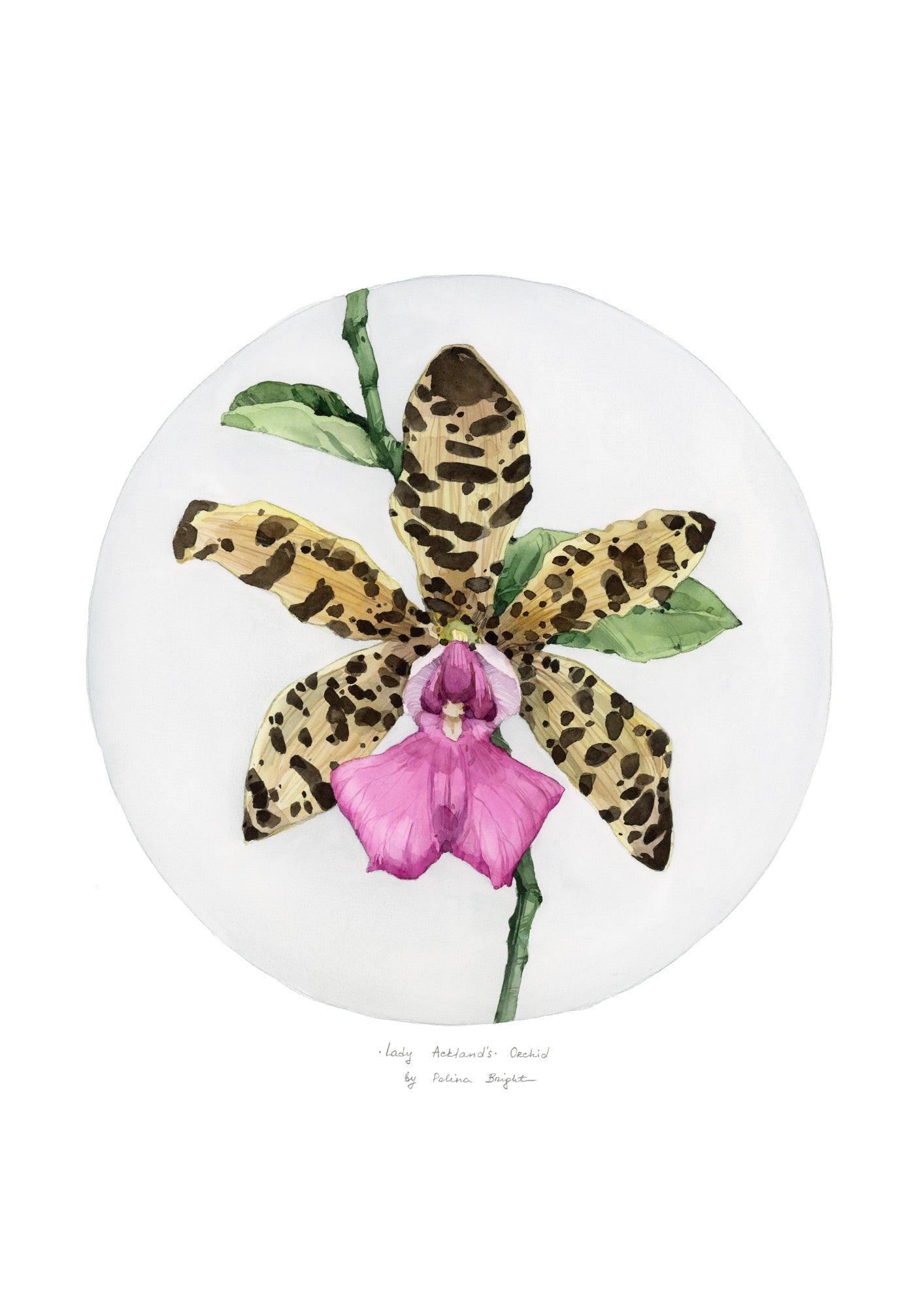 Lady Ackland's Orchid by Polina Bright